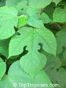 vit Blomma Papper Mulberry (Broussonetia papyrifera) Krukväxter foto