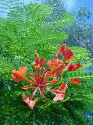 Royal Poinciana, Flamboyant Tree Flor vermelho