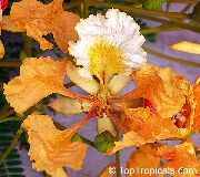 portocale Floare Poinciana Regal, Copac Viu Colorat (Delonix regia) Oală Planta fotografie