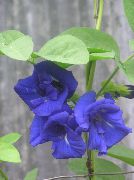 Pois Papillon Fleur bleu