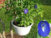 tumši zils Zieds Tauriņš Zirņi (Clitoria ternatea) Telpaugi foto