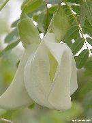 biały Kwiat Sesbaniya (Sesbania) Rośliny domowe zdjęcie