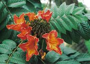 κόκκινος λουλούδι Αφρικανικό Δέντρο Τουλίπα (Spathodea) φυτά εσωτερικού χώρου φωτογραφία