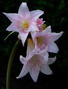 рожевий Квітка Амариліс (Amaryllis) Кімнатні рослини фото