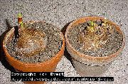 ақ Гүл Amarillis (Amaryllis) Үй Өсімдіктер фото