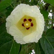 ყვითელი ყვავილების Asian Portoe, ჯუჯა Asian პორტია, ზღვის ჰიბისკუსი (Thespesia) სახლი მცენარეთა ფოტო