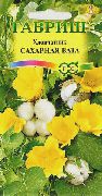 ყვითელი ყვავილების Gossypium, ბამბა მცენარეთა  სახლი მცენარეთა ფოტო