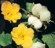 žuti Cvijet Gossypium, Pamuk Biljka   foto