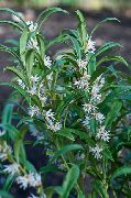 білий Квітка Саркококка (Sarcococca) Кімнатні рослини фото