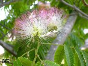 pink Blomst Silke Træ (Albizia julibrissin) Stueplanter foto