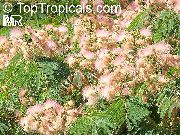 różowy Kwiat Albitius (Drzewo Jedwabiu) (Albizia julibrissin) Rośliny domowe zdjęcie