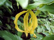 galben Floare Ylang Ylang Pitic Arbust (Desmos chinensis) Oală Planta fotografie
