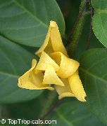 Mitrephora Blomst gul