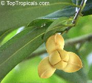 жоўты Кветка Мелодорум (Melodorum fruticosum) Пакаёвыя расліны фота