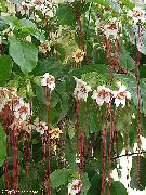 Strophanthus Flor branco