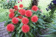 röd Blomma Pensel, Blod Lilja, Hav Ägg, Pudervippa (Haemanthus) Krukväxter foto