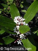 branco Flor Bushman's Poison (Acokanthera) Plantas de Casa foto