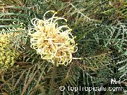 sárga Virág Grevillea (Grevillea sp.) Szobanövények fénykép