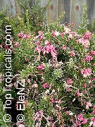 pink Blomst Grevillea (Grevillea sp.) Stueplanter foto