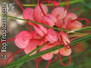 röd Blomma Grevillea (Grevillea sp.) Krukväxter foto