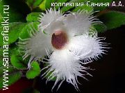 bijela Cvijet Alsobia  Biljka u Saksiji foto