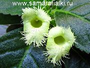 Alsobia Virág zöld