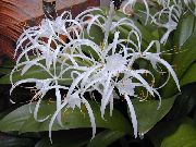Spinnenlilie Blume weiß