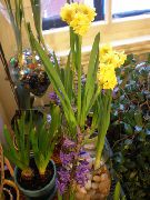 sarı çiçek Nergis Zambağı (Hippeastrum) Ev bitkileri fotoğraf