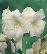 bianco Fiore Amarillide (Hippeastrum) Piante da appartamento foto