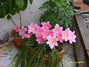 粉红色 花 雨百合， (Zephyranthes) 室内植物 照片