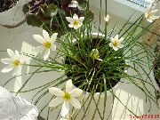 alb Floare Crin Ploaie,  (Zephyranthes) Oală Planta fotografie