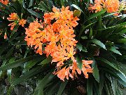 naranja Flor Arbusto Lirio, Boslelie (Clivia) Plantas de interior foto