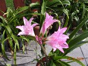 рожевий Квітка Кринум (Crinum) Кімнатні рослини фото