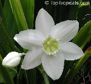 bijela Cvijet Amazon Ljiljan (Eucharis) Biljka u Saksiji foto