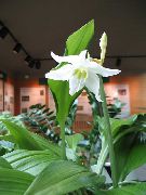 weiß Blume Amazon Lily (Eucharis) Zimmerpflanzen foto