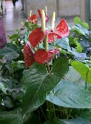 červená Plameniak Kvetina, Srdce Kvet (Anthurium) Izbové Rastliny fotografie