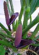 фіолетовий Квітка Антуріум (Anthurium) Кімнатні рослини фото