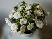 bílá Magie Květina, Matice Orchidej (Achimenes) Pokojové rostliny fotografie