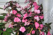 розе Цвет Магиц Фловер, Орах Орхидеја (Achimenes) Кућа Биљке фотографија