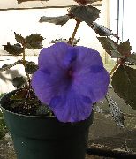 深蓝 神奇的花，螺母兰花 (Achimenes) 室内植物 照片
