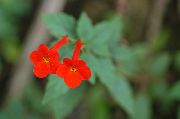 punainen Magic Kukka, Pähkinä Orkidea (Achimenes) Huonekasvit kuva