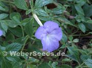 gaiši zils Zieds Burvju Ziedu, Riekstu Orhideja (Achimenes) Telpaugi foto