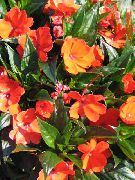 orange Blomst Tålmodighet Plante, Balsam, Juvel Luke, Opptatt Lizzie (Impatiens) Potteplanter bilde