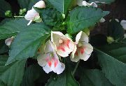 weiß Blume Geduld Pflanze, Balsam, Juwel Unkraut, Busy Lizzie (Impatiens)  foto
