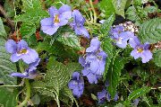 gaiši zils Zieds Pacietība Augs, Balzams, Dārgakmens Nezāļu, Aizņemts Lizija (Impatiens)  foto