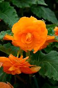 помаранчевий Квітка Бегонія (Begonia) Кімнатні рослини фото