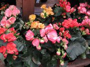 rosa Fiore Begonia  Piante da appartamento foto