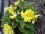 黄 フラワー ベゴニア (Begonia) 観葉植物 フォト