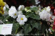 bela Cvet Begonia  Hiša Rastline fotografija