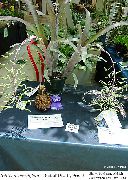 Billbergia Zieds sārts